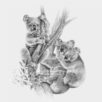 This lovely pencil drawing of a family of koala bears, Phascolarctos cinereus, is beautifully detailed.