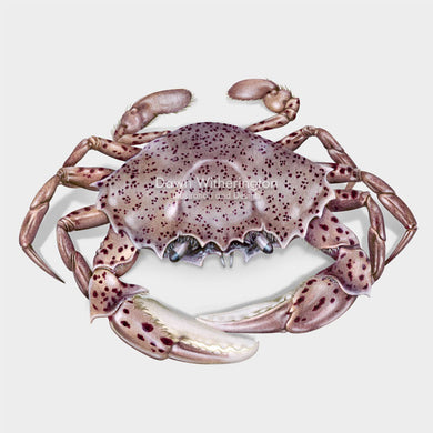 Lady Crab