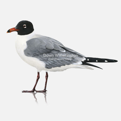 This beautiful illustration of a laughing gull, Leucophaeus atricilla, in breeding plumage, is biologically accurate in detail.