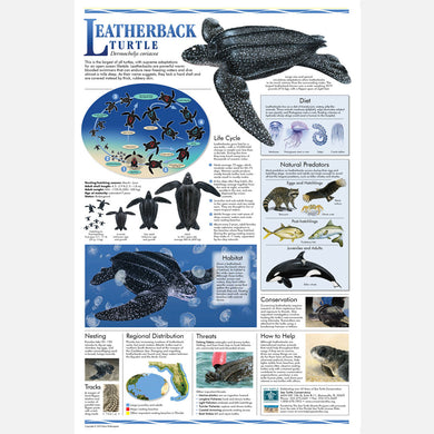 This beautiful poster provides information about the leatherback sea turtle.