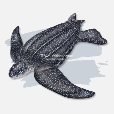 This beautiful illustration is of a leatherback sea turtle, Dermochelys coriacea, with a splash graphic. 