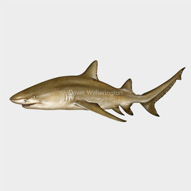 Lemon Shark