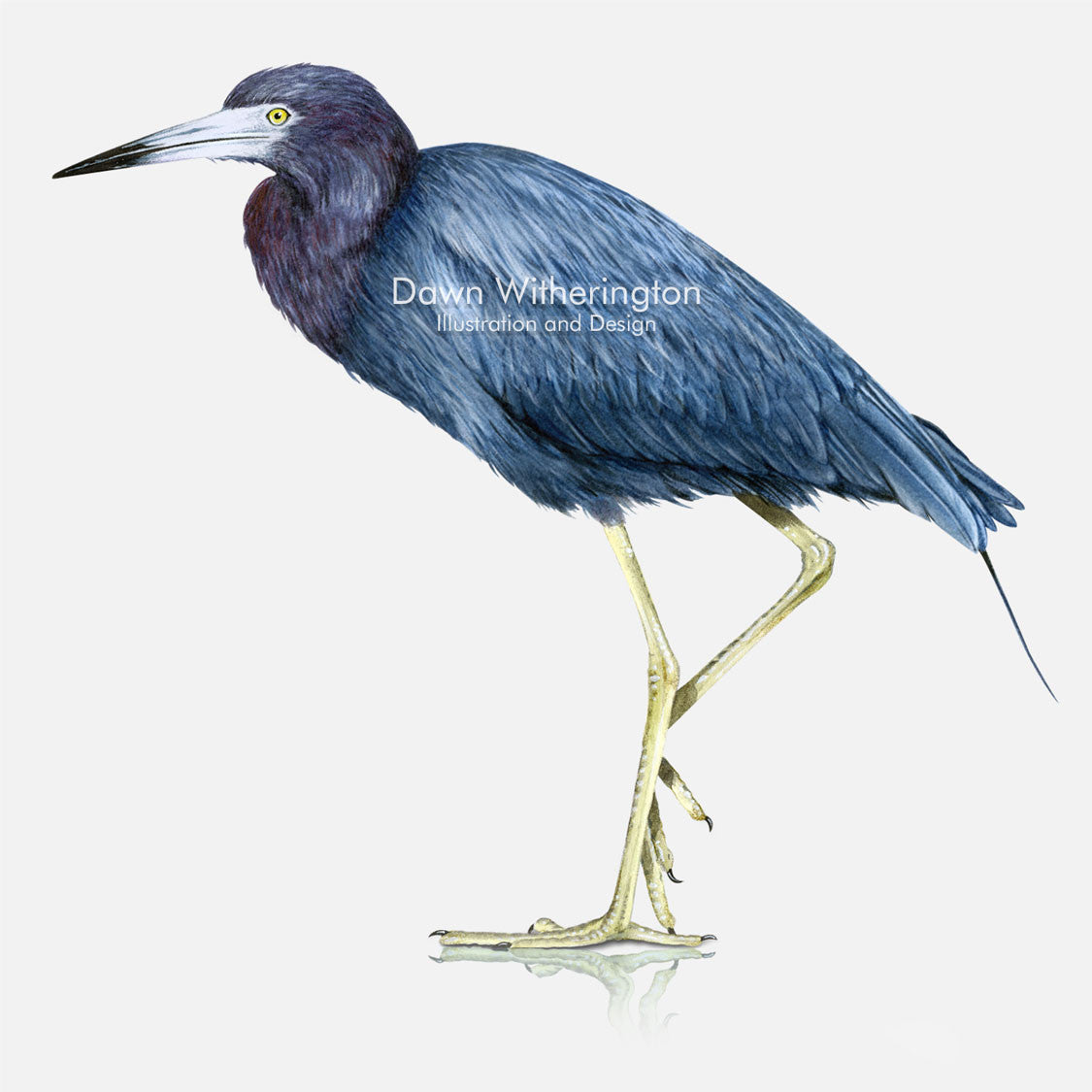 This beautiful illustration of a little blue heron, Egretta caerulea, is biologically accurate in detail.