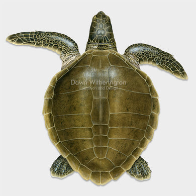 This beautiful dorsal illustration of a subadult olive ridley sea turtle, Lepidochelys olivacea, is biologically accurate in detail.