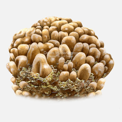 This beautiful illustration of lobed star coral, Orbicella annularis, is accurate in detail.