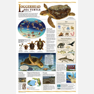 This beautiful poster provides information about the Loggerhead sea turtle. 
