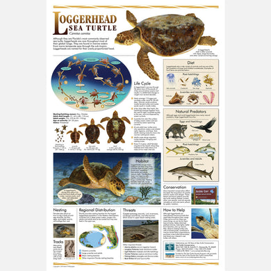 This beautiful poster provides information about the Loggerhead sea turtle.