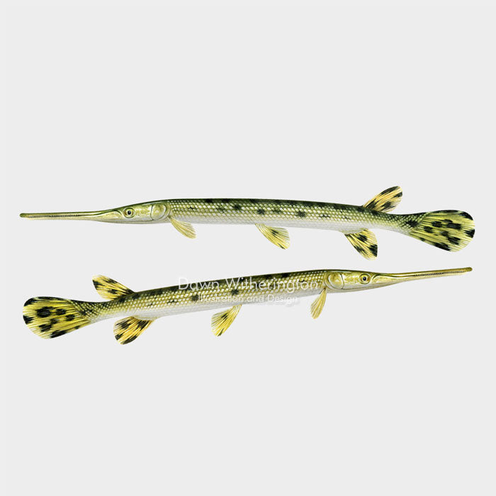 Longnose gar drawnbydawn