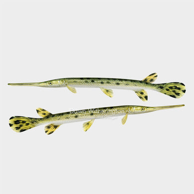 Longnose Gar