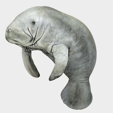 This wonderful drawing of a West Indian manatee (Trichechus manatusa) is beautifully detailed.