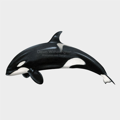 Orca (Killer Whale)