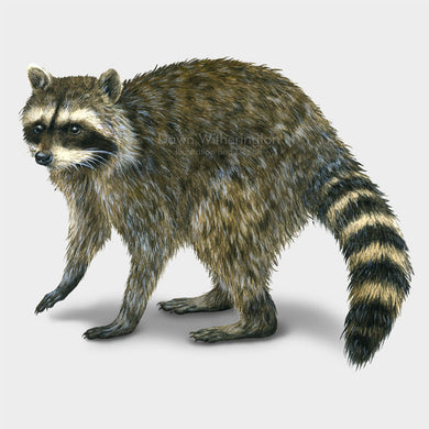 This illustration of a northern raccoon, Procyon lotor, is beautifully detailed.