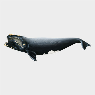 North Atlantic Right Whale