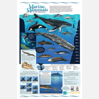 This is a beautiful informational and identification poster about marine mammals of The Bahamas.