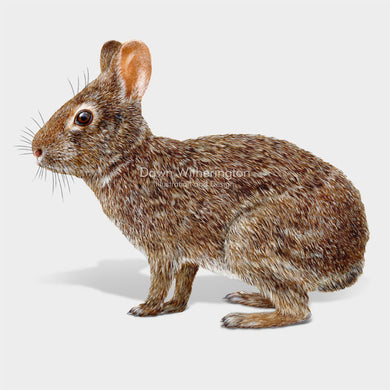 Marsh Rabbit