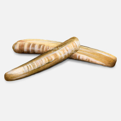 This beautiful drawing of minor jackknife clam shells, Enis minor, is accurate in detail.