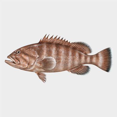 Misty Grouper