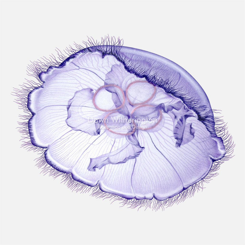 moon-jelly_1024x1024.jpg?v=