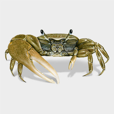 This beautiful illustration of a mudflats fiddler crab, Uca rapax, is biologically accurate in detail.