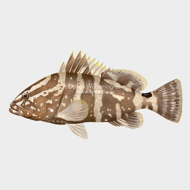 Nassau Grouper