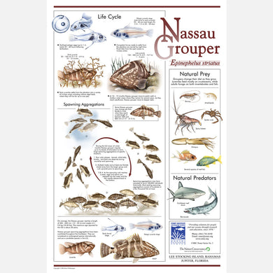 Nassau Grouper poster