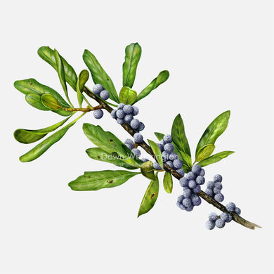 Northern Bayberry