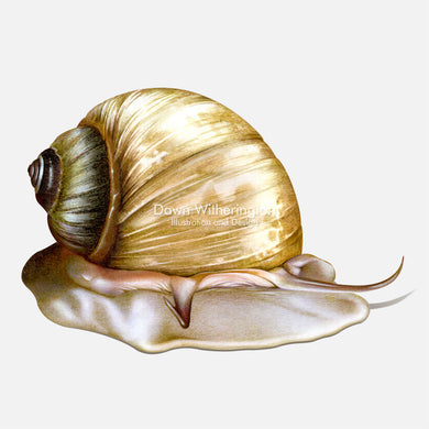 Living Northern Moonsnail