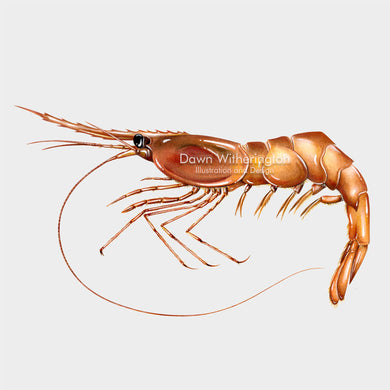 This beautiful drawing of a northern shrimp, Pandalus borealis, is biologically accurate in detail.