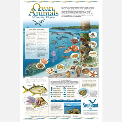 This beautiful poster provides information on the diversity of ocean animals and their habitat.