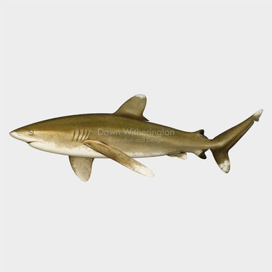 Oceanic Whitetip Shark