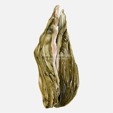 This lateral view of an Eastern Oyster (Crassostrea virginica) is accurate in detail.