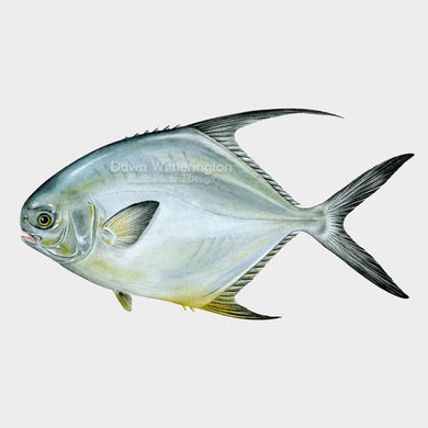 This lovely drawing of a permit, Trachinotus falcatus, is biologically accurate in detail.