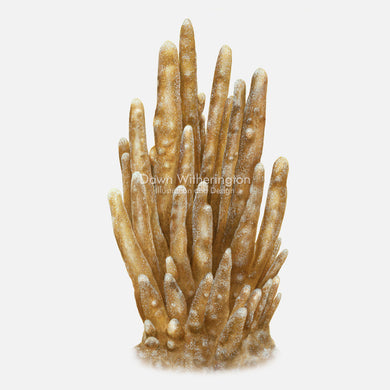 This beautiful illustration of lobed star coral, Dendrogyra cylindricus, is accurate in detail.