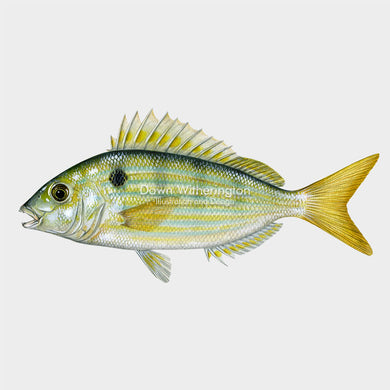 This beautiful illustration of a pinfish, Lagodon rhomboides, is biologically accurate in detail.
