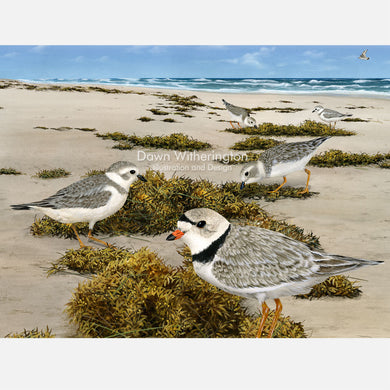 Piping Plovers in Beach Wrack