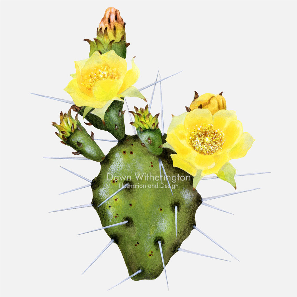 prickly pear cactus illustration Eastern Prickly Pear Cactus (Devil's Tongue) – drawnbydawn