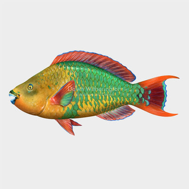 This beautiful Illustration of a supermale rainbow parrotfish (Scarus guacamaia), is biologically accurate in detail.