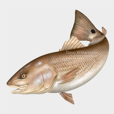 This beautiful drawing of a red drum (redfish), Sciaenops ocellatus, is biologically accurate in detail.