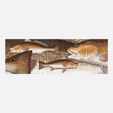 Red drum graphic