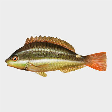 Illustration of a juvenile redband parrotfish, Sparisoma aurofrenatum.