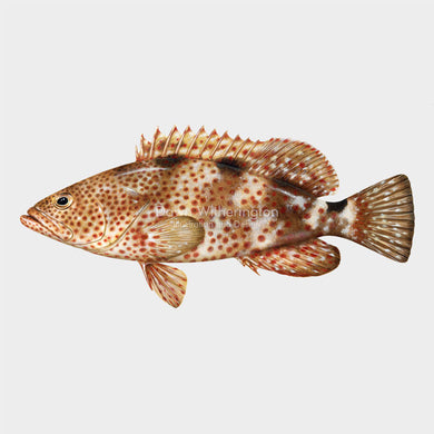 Rock Hind