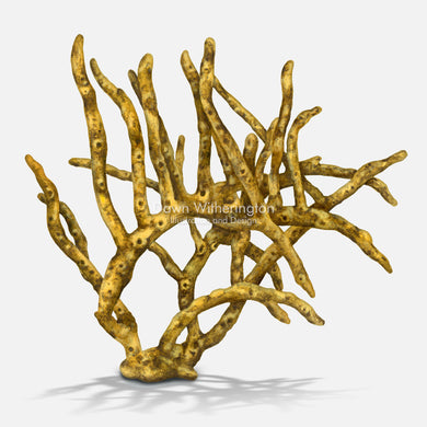 This beautiful illustration of a rope sponge accurate in detail.