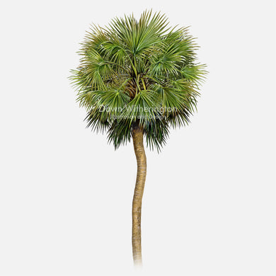 Sabal Palm Tree