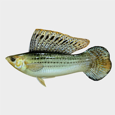 This beautiful illustration of a sailfin molly, Poecilia latipinna, is biologically accurate in detail.