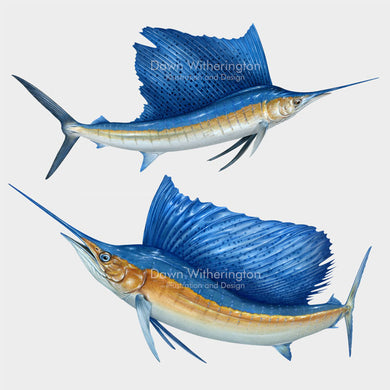 Atlantic Sailfish