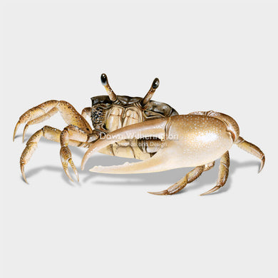 This beautiful illustration of a sand fiddler crab, Uca pugilator, is biologically accurate in detail.