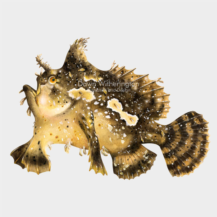 This beautiful illustration of sargassum fish, Histrio histrio, is biologically accurate in detail.