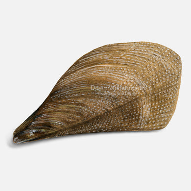 This beautiful drawing of a sawtooth penshell, Atrina serrata, is accurate in detail.