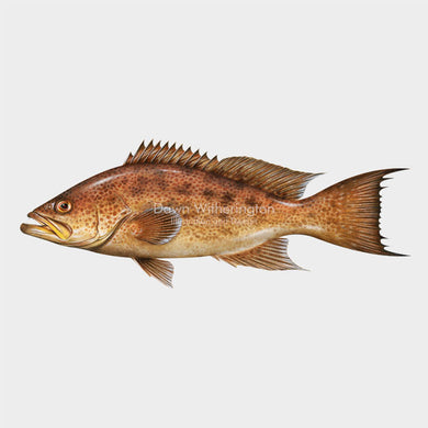 Scamp Grouper