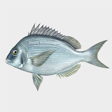 Scup